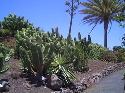 garden cacti