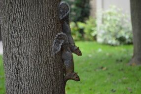 cute squirrels on tree