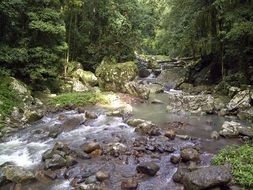 stormy forest river