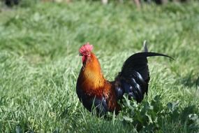 colorful rooster among green grass