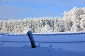 Landscape of snowy winter forest