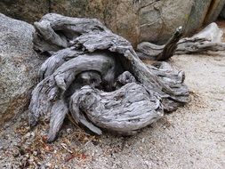 old fried tree root