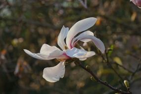 delicate white magnolia blossom