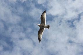 Picture of bird flying on a sky