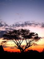 silhouette of a tree on the evening sky