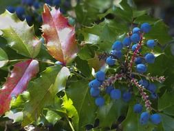 amazing beauty mistle toe berries plant