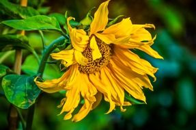 sunflower spring gardening