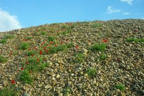 poppies in a gravel pit