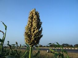 plant in Countryside in India