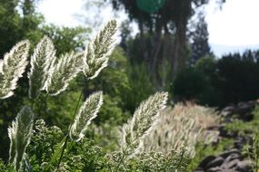 splendiferous israel plants