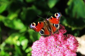 peacock butterfly colorful insect