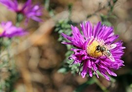 sitting bee on a purple flower