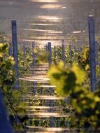 vines in the vineyard under the light