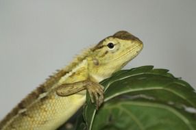 lizard monster dragon