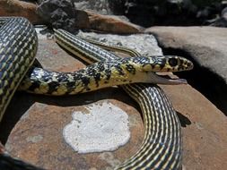 snake reptile on the stone