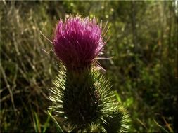Morning light on the thistle flower