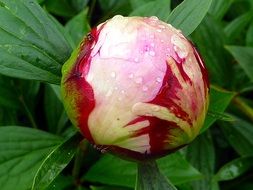 unopened pink peony bud