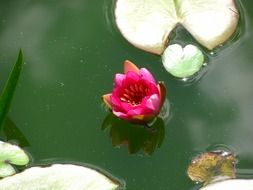 bright purple water lily in a pond
