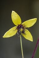 Close-up of the beautiful golden clematis in the garden