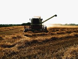 combine on the wheat field