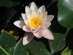 Picture of the flower in a pond