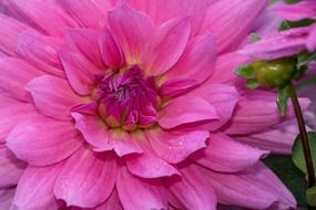 big pink dahlia bud