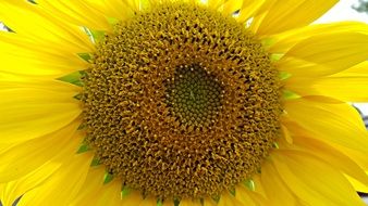 Large sunflower in a garden