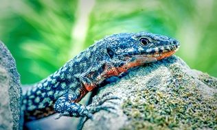 blue lizard close-up