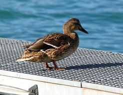 female duck at water
