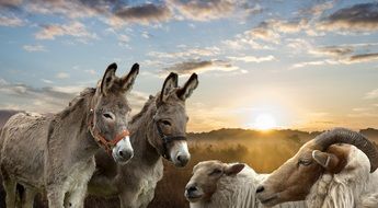 donkeys and sheep at sunset