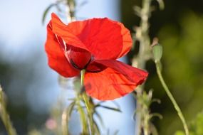 red poppy flower macro view