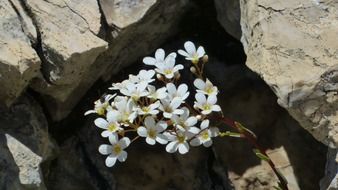 Spoon leaf saxifrage flowers