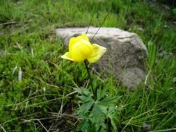 bright yellow flower on the grass near the stone