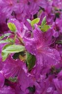 Pink Rhododendron flowers blossom close-up