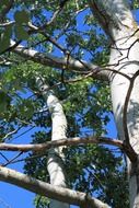 tree with green leaves against the blue sky