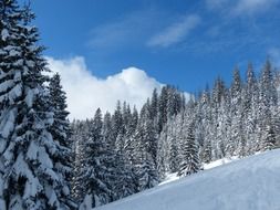 trees in snowy winter