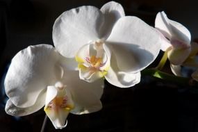 White orchid phalaenopsis flowers