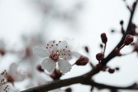 white berry bloom on branch