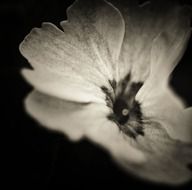 Black and white photo of flower
