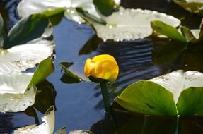 yellow bud of a water lily on a pond