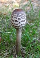 round poisonous mushroom in the forest close-up on blurred background