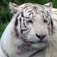 portrait of a white tiger among nature