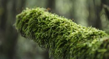 green moss covered tree branch