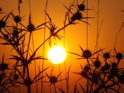 prickly plants at sunset sky