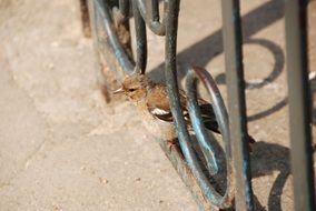 sparrow on openwork lattice