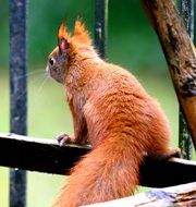 red squirrel sitting outdoors portrait