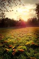 landscape of the field and forest in the morning