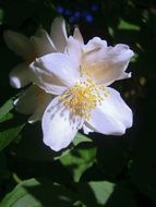 white summer jasmine