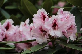 natural pink flowers on a branch