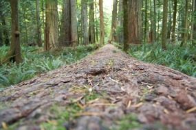 closeup photo of redwood trunk in the forest